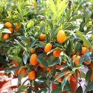 bibit jeruk nagami okulasi pohon terlaris