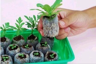 50 pcs 25mm Jiffy Peat Pellets and Coco Pellets Seed Starting Plugs Seeds Starter Pallet Seedling So