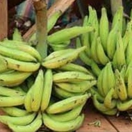 Bibit pisang tanduk super