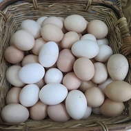 HOME country chicken eggs eat corn and rice 10 eggs [HANOI 24/7]
