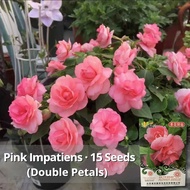 High Quality Pink Impatiens Plant Seed (15 Seeds) 茶花凤仙花种子 Rare Double Petals Camellia Impatiens Balsam Flower Seeds for Planting Balcony Potted Henna Plant Gardening Flowering Plants Bonsai Garden Seeds Real Live Plants Benih Pokok Bunga Easy Grow Flowers