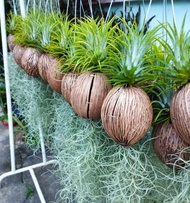 หนวดฤาษี Tillandsia เคราฤาษี  ในลูกตีนเป็ด พีชฟอกอากาศ ไม้ประดับบ้าน