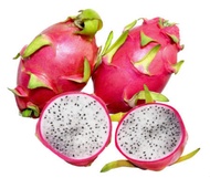 DRAGON FRUIT ต้นแก้วมังกร พันธุ์เวียดนามผลใหญ่ เนื้อขาวครีม เปลือกแดงอมชมพู รสหวานจัด กลีบใหญ่และห่า