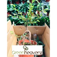 <Greenheavenz> Ulmus Pumila Live Plant Pokok Indoor Hiasan 骆驼榆