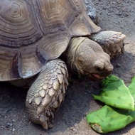 Cactus Pads Tortoise Cactus Foodopuntia Cactus｜Opuntia Cactus ｜仙人掌 ｜ Opuntia Cactus Keping