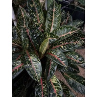 Aglonema Dona Carmen