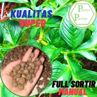 Bubil Porang Seeds,/ Seeds, Contents 1000 per Kg - Option Contents 2000 If Ready, Confirm for Conten