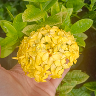 [Plantopia] Ixora Flower | Pokok Bunga Hidup | Outdoor Flower Plant (Random)