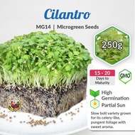 [250g] MG14 Cilantro Microgreen Soon Huat Seeds