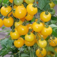 Yellow Grape Tomato Seeds Rare Tomato Seeds Heirloom Tomato Seeds Organic Seeds Yellow Tomato Seeds