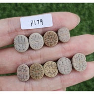 Lithops colour set Gracilidelineata pink orange cute (C188A/C189A/C374A 荒玉’) 大脑纹荒玉/屁屁生石花/多肉植物❤️🇲🇾Rea