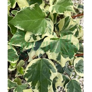 Hedera Ivy Algerian. hanging. 长春藤.