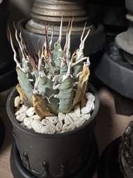 曲刺妖炎 6.5cm 連ryuhoou盆 塊根植物 日本盆 穩根