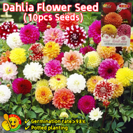 100% Original Mixed Dahlia Flower Seeds for Sale (Fresh 10pcs Seeds) Biji Benih Bunga Dahlia 大丽花种子 Dahlia Flower Plant Seeds Chinese Peony Flower Seeds for Gardening Bonsai Seeds for Planting Flowers Potted Dahlia Live Plant Air Plant Pokok Bunga Hidup