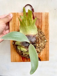 【爪哇鹿角蕨】 生日禮物  植物上板 上板植物 觀葉植物 鹿角蕨