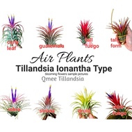 Air Plants Tillandsia Ionantha Types（curly leaf/stricta/tall fuego/guatamala/mini fuego/thick leaf）