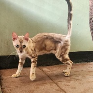 kucing bengal snow betina