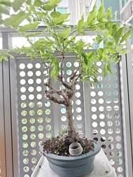日本紫藤花盆栽植物