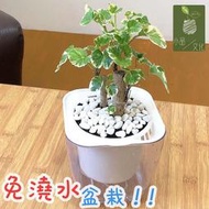 【小品文化】白雪福祿桐【現貨】4吋透明懶人盆栽 白斑川七 加水更方便 觀葉植物 自動吸水 水培 創意花盆 居家辦公盆花