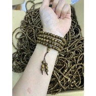 Round 108 Garden Agarwood Seeds - Month 7