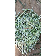 [Ready Stock] Benih Rumput Napier India  1kg Untuk Ternakan (ready stok)