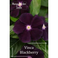 10 Rare Vinca Blackberry Flower Seeds - Pot Friendly Catharanthus roseus - Mango Garden