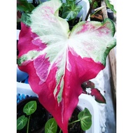 Live Plant_Shycool Caladium