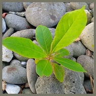 ✗ △ ❦ African Talisay seedling(1 pc.)