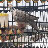 Burung Tekukur Kuk 2