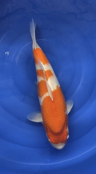 Ikan Koi Import Kohaku Hoshikin 52 cm