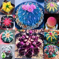 Mixed Color Cactus Plant Seeds for Sale (80pcs/pack) Cactus Seeds for Planting Flowers  Cactus Plant