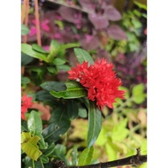 绯红龙船花 Ixora Coccinea