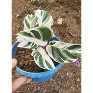 White Fusion Calathea