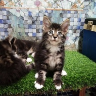 Kucing MaineCoon Jantan Asli No mix. Line ped CFA Maine Coon