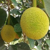 Tarap Pokok Buah Tarap/Anak Pokok