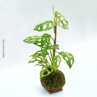 TERLARIS- Mossball - Monstera Adansonii Mint | Janda Bolong Varigata