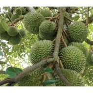 Baja durian lengkap 3in1(1.5kg)