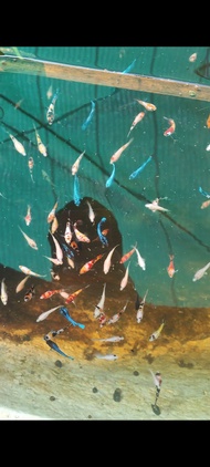 (ลดหนัก)สุ่มลูกปลากัด5-10ตัว ปลาคละสีคละสายพันธุ์สุ่มเพศ เลี้ยงเล่น  หลากหลายสายพันธุ์  **มีเก็บเงินปลายทาง