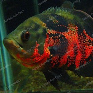 Paket 5 Ekor Ikan Oscar Tiger Batik Size 9-20 cm Kualitas Super
