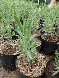 paket tanaman hidup Fennel Parsley Sage Dill Chives, 4 lavender