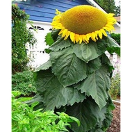 10pcs Giant Sunflower Seed For Outdoors Cultivation Biji Benih Besar Bunga Matahari