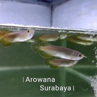 Arwana Golden Red 8-10 cm