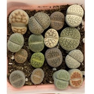 LITHOPS - Lithops in 8cm pot 带盆生石花