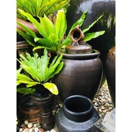 🔥Pokok Paku Langsuir cantik🔥 l Lansoya l Untuk Hiasan Laman/ Pokok hidup / Ready Stok