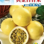 Qinmi No. 9 Golden Passion Fruit Seed Seasonal Fresh Fruit Golden Fruit Seed Yellow Fruit