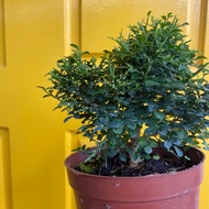 H2O - Murraya Dwarf Bonsai 矮七里香 Bonsai Plant Live Plant