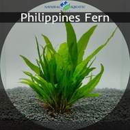 Philippines Fern (Nephrolepis exaltata) - Aquatic Plants