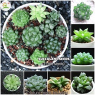 [High Germination] Mixed Rare Succulent Seeds for Sale (100 seeds/pack)丨Bonsai Seeds for Planting Flowers Potted