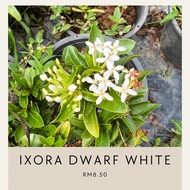 ixora putih / white Ixora / jejarum putih / tudung periuk putih / Ixora dwarf white