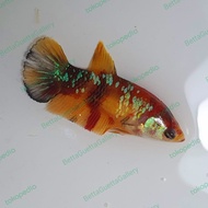 cupang plakat nemo tiger galaxy gold betina real